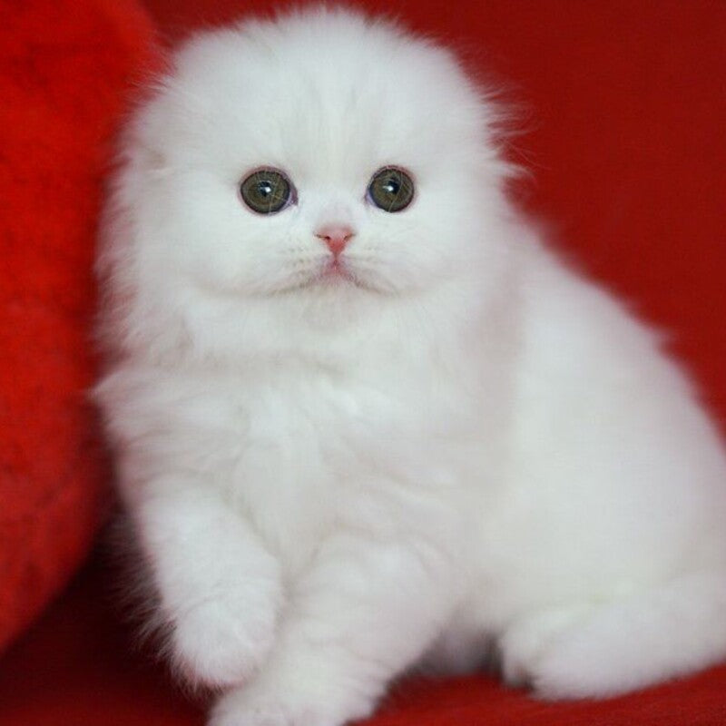 Sweety Scottish Fold female, white