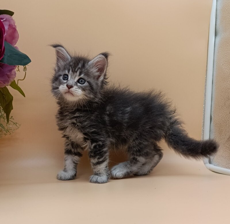 Duncan Maine Coon male, blue silver tabby