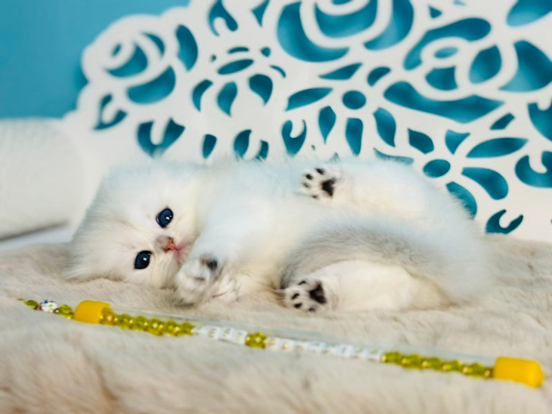 Winssent Scottish Fold male black silver chinchilla - live animals