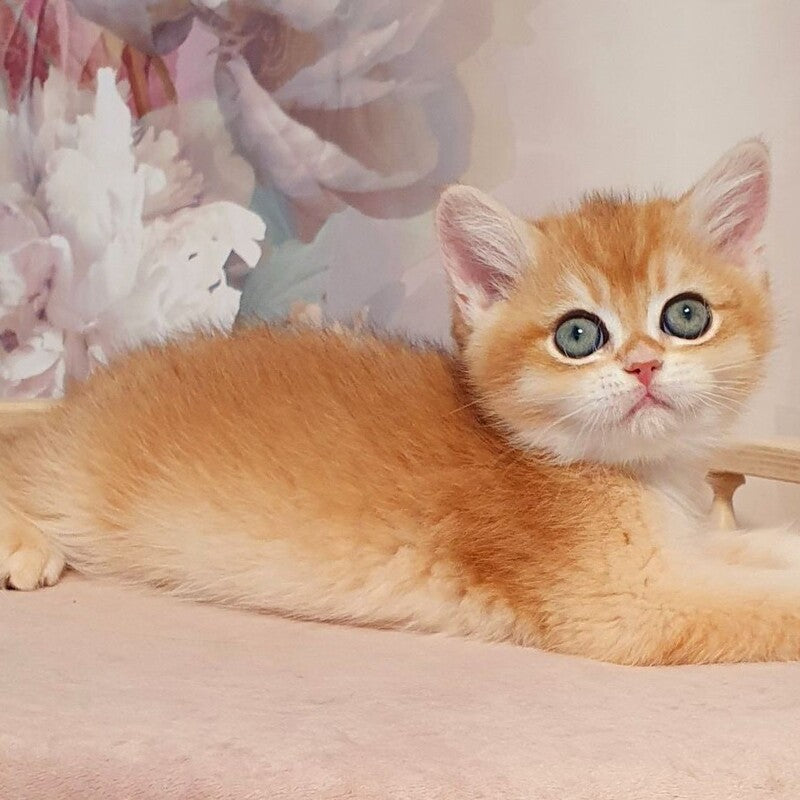 Winston British Shorthair male, black golden chinchilla