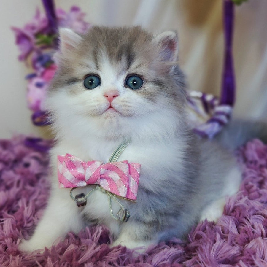 Watson British Longhair male, blue tabby bicolour
