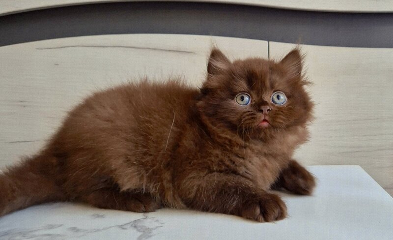 Tomas British Longhair male, chocolate