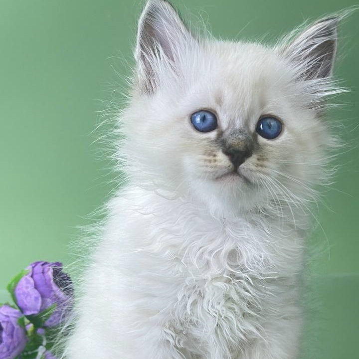 Archer Siberian male, seal tabby pointed