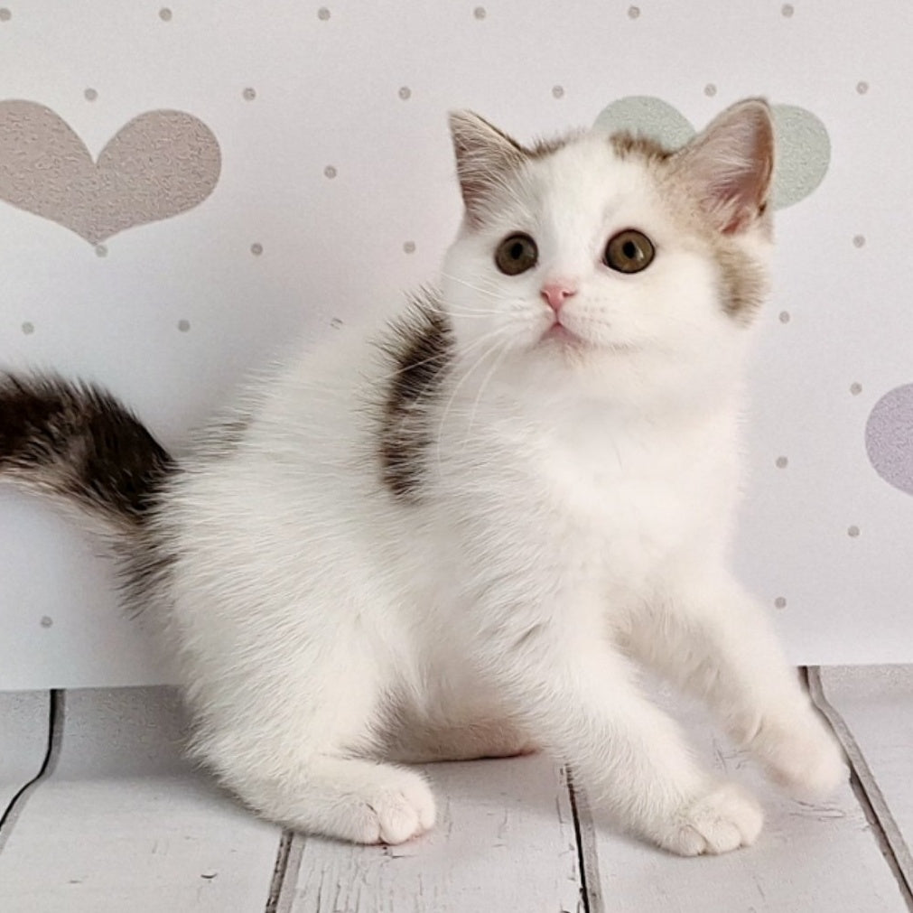 Blondy Scottish Straight male, chocolate silver tabby harlequin