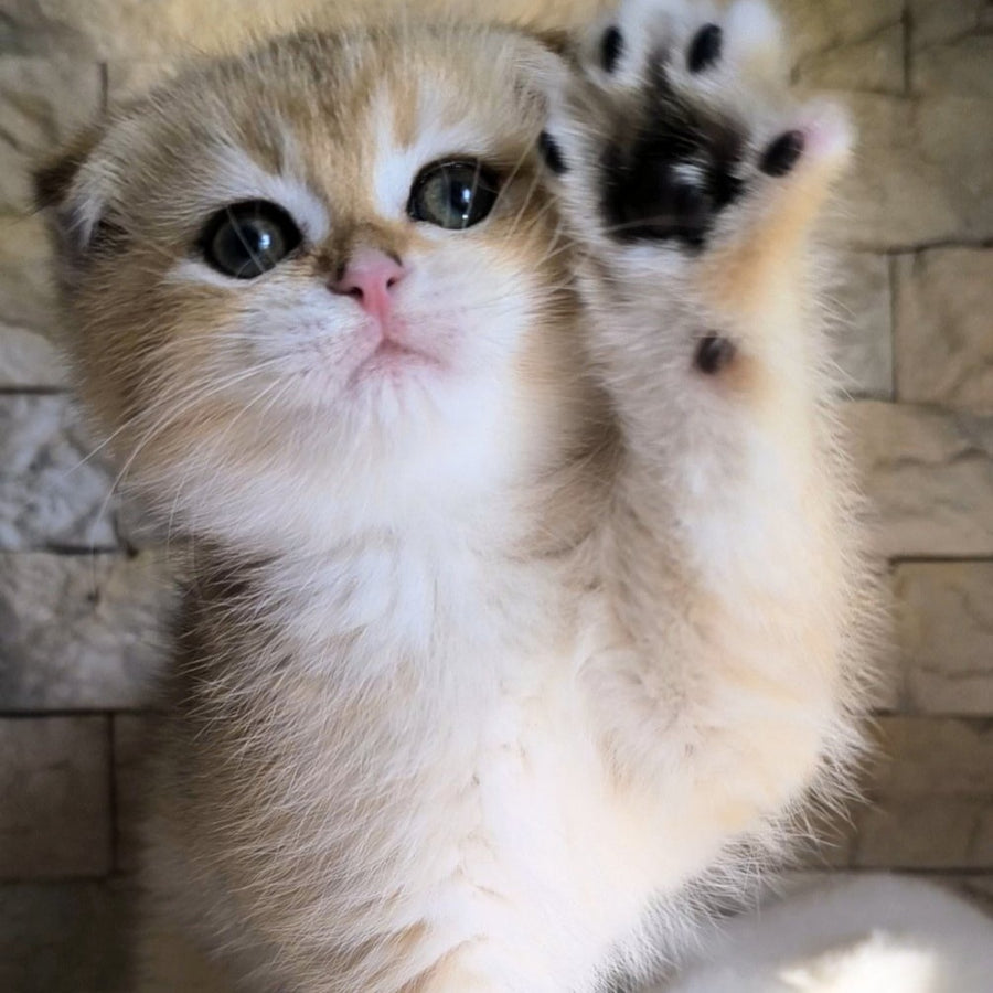 Morris Scottish Fold male, black golden shaded