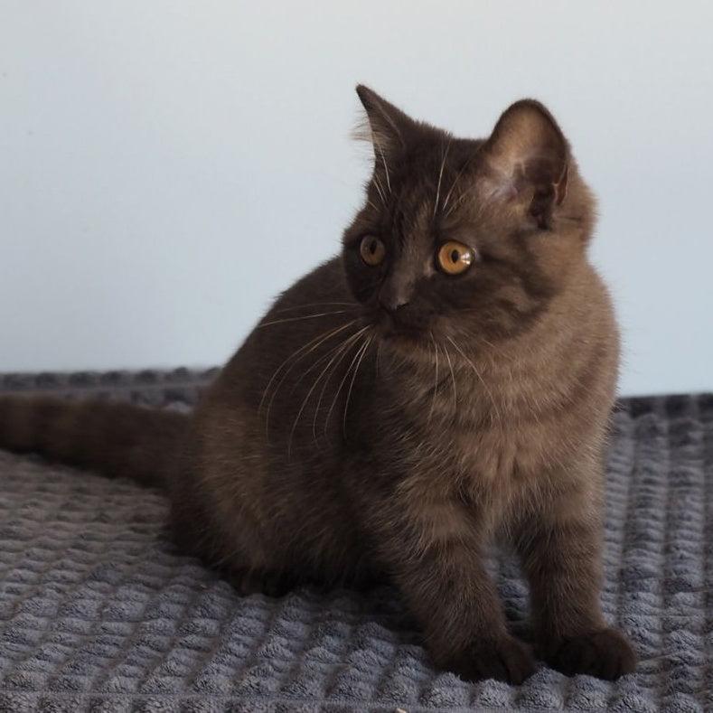 Olivia British Shorthair female, chocolate