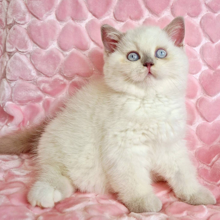 Jack British Shorthair male, fawn pointed