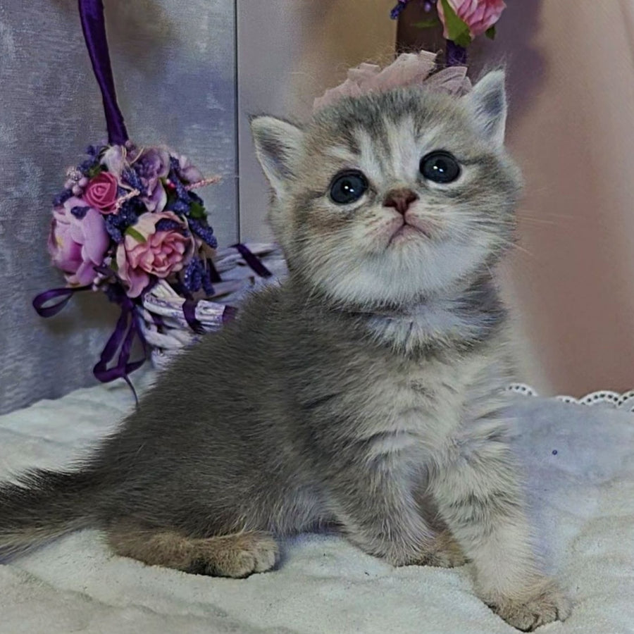 Ursula British Shorthair female, blue tortie ticked tabby
