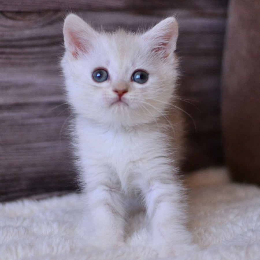 Hugo British Shorthair male, blue silver tabby