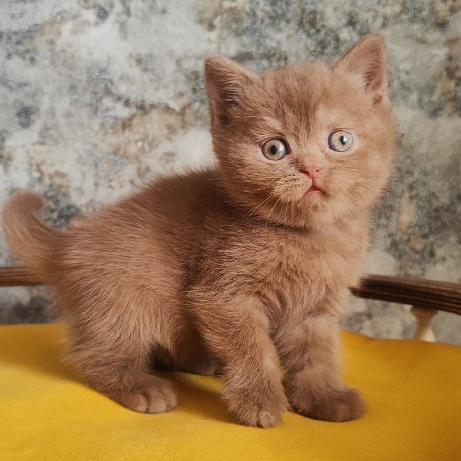 Betty British Shorthair female, cinnamon