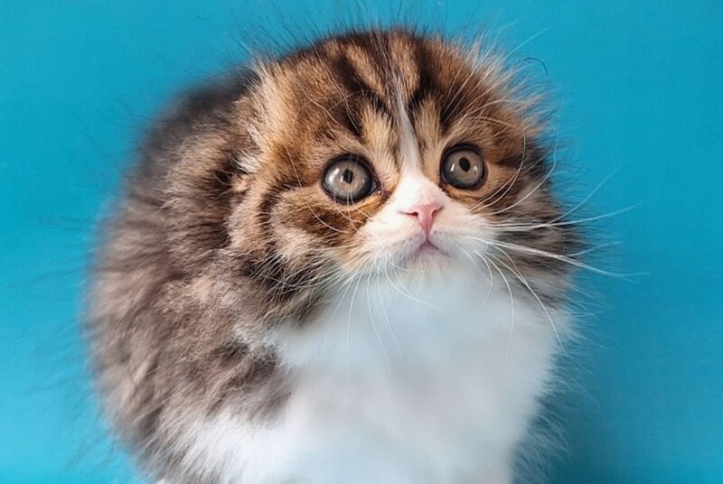 Xan Scottish Fold male, black bicolour spotted tabby