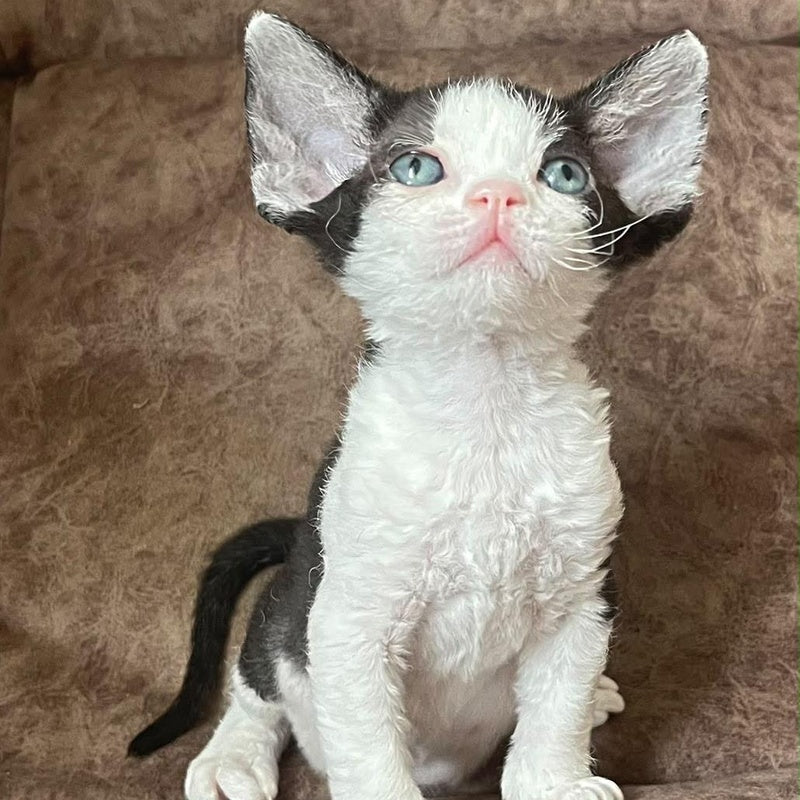 Vlada Devon Rex female, black bicolour