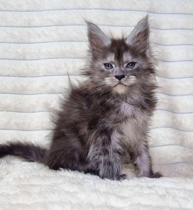 Raven Maine Coon male black silver live animals
