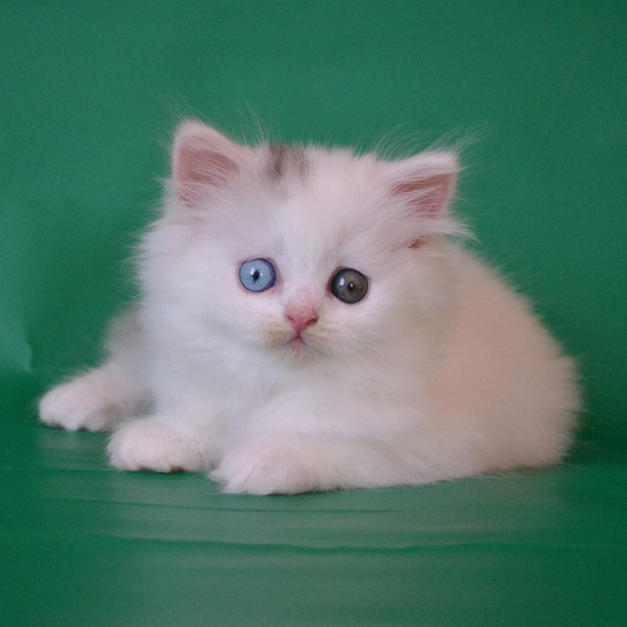 Oscar Scottish Straight male, black silver tabby van