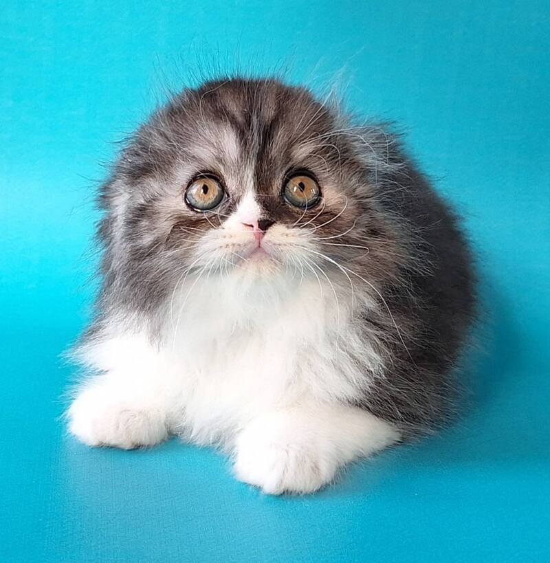 Xavier Scottish Fold male, black silver bicolour
