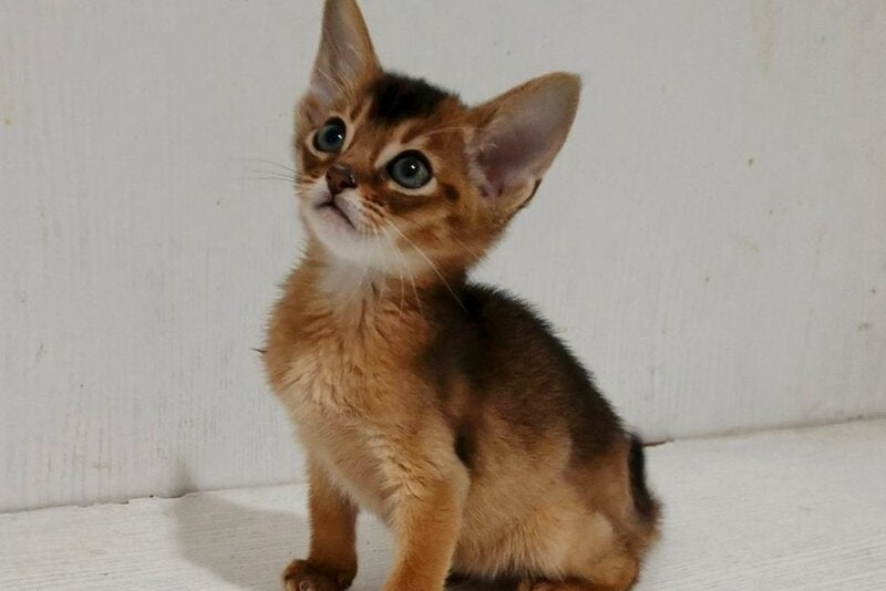 Gemma Abyssinian female ruddy - live animals