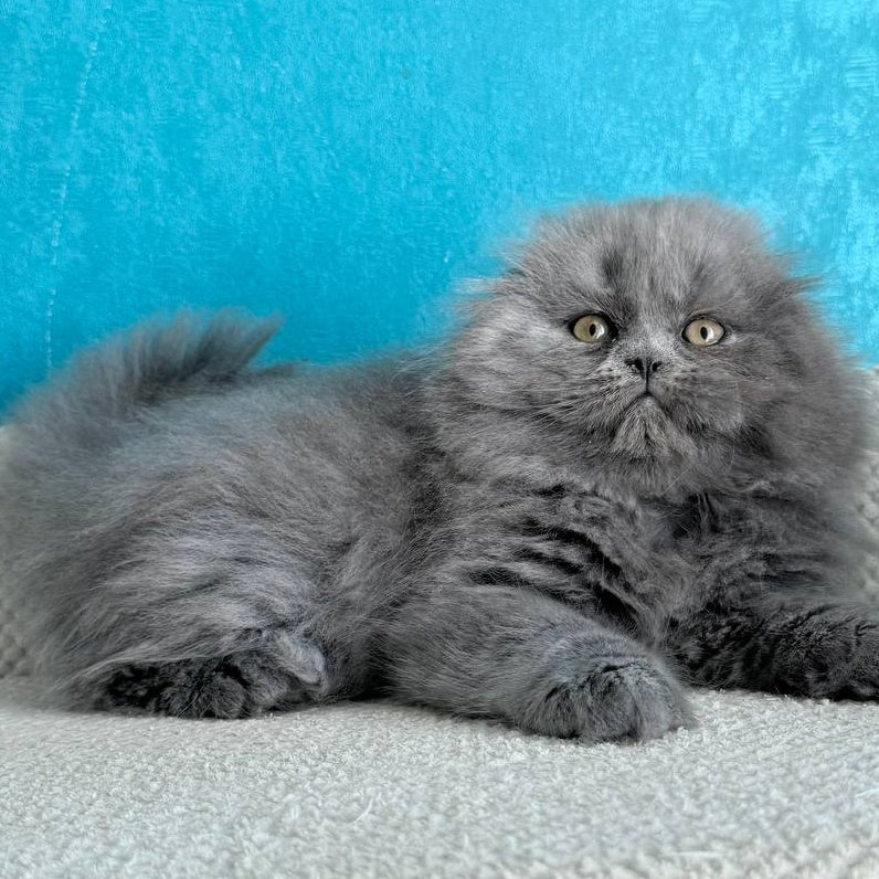 Kasper Scottish Fold male, blue