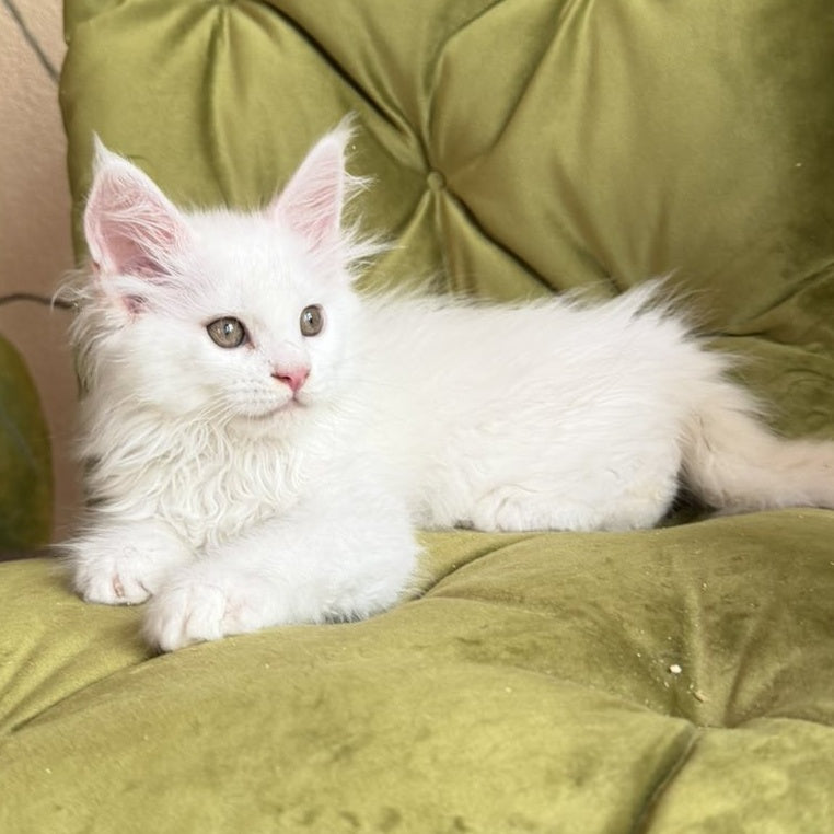 Vitus Maine Coon male, white