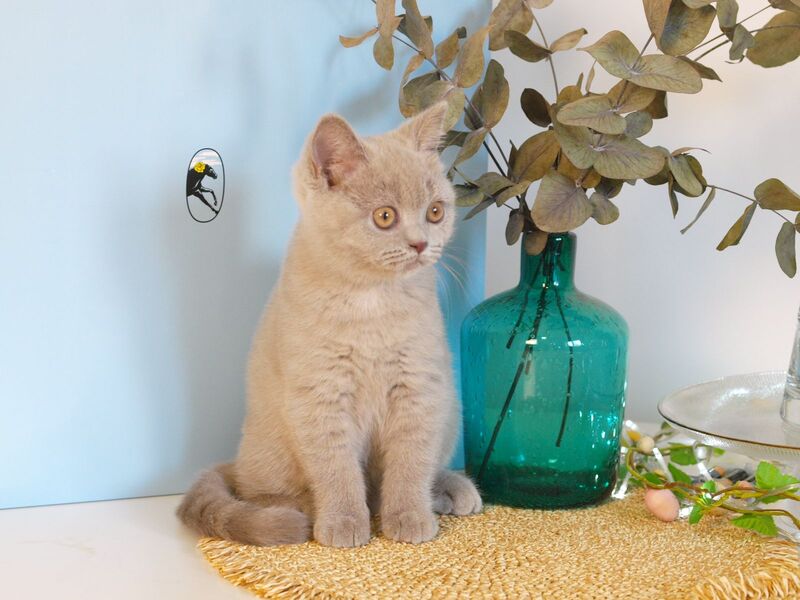 Nola British Shorthair female lilac - live animals