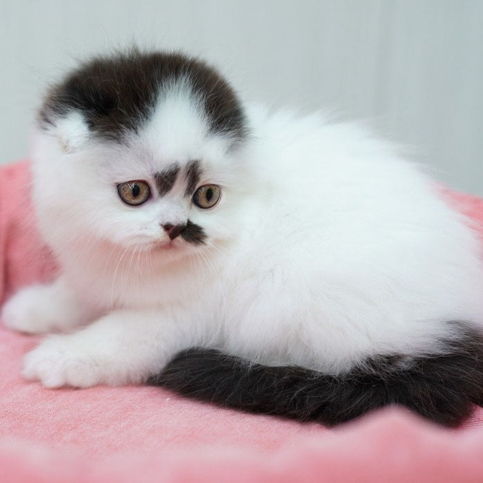 Vibe Scottish Fold male, black harlequin