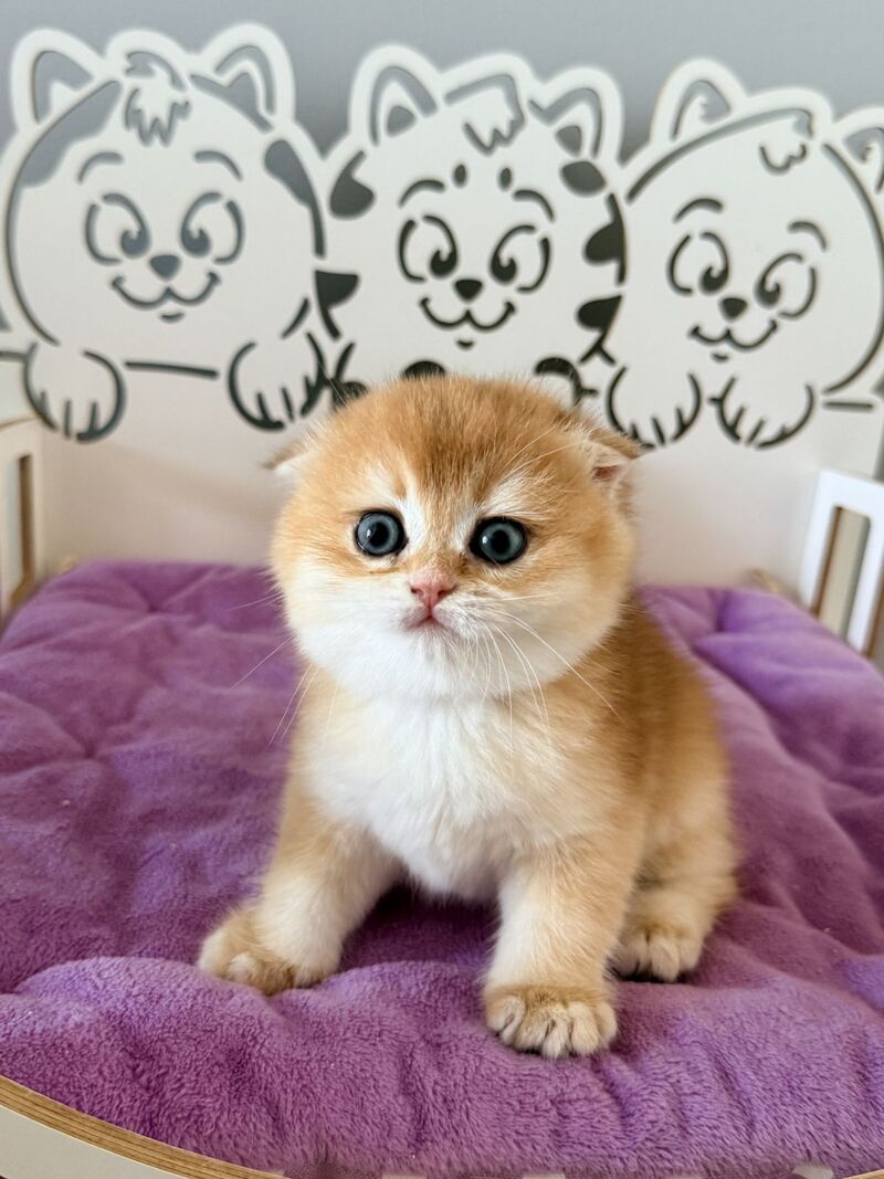 Fiona Scottish Fold female black golden chinchilla - live animals