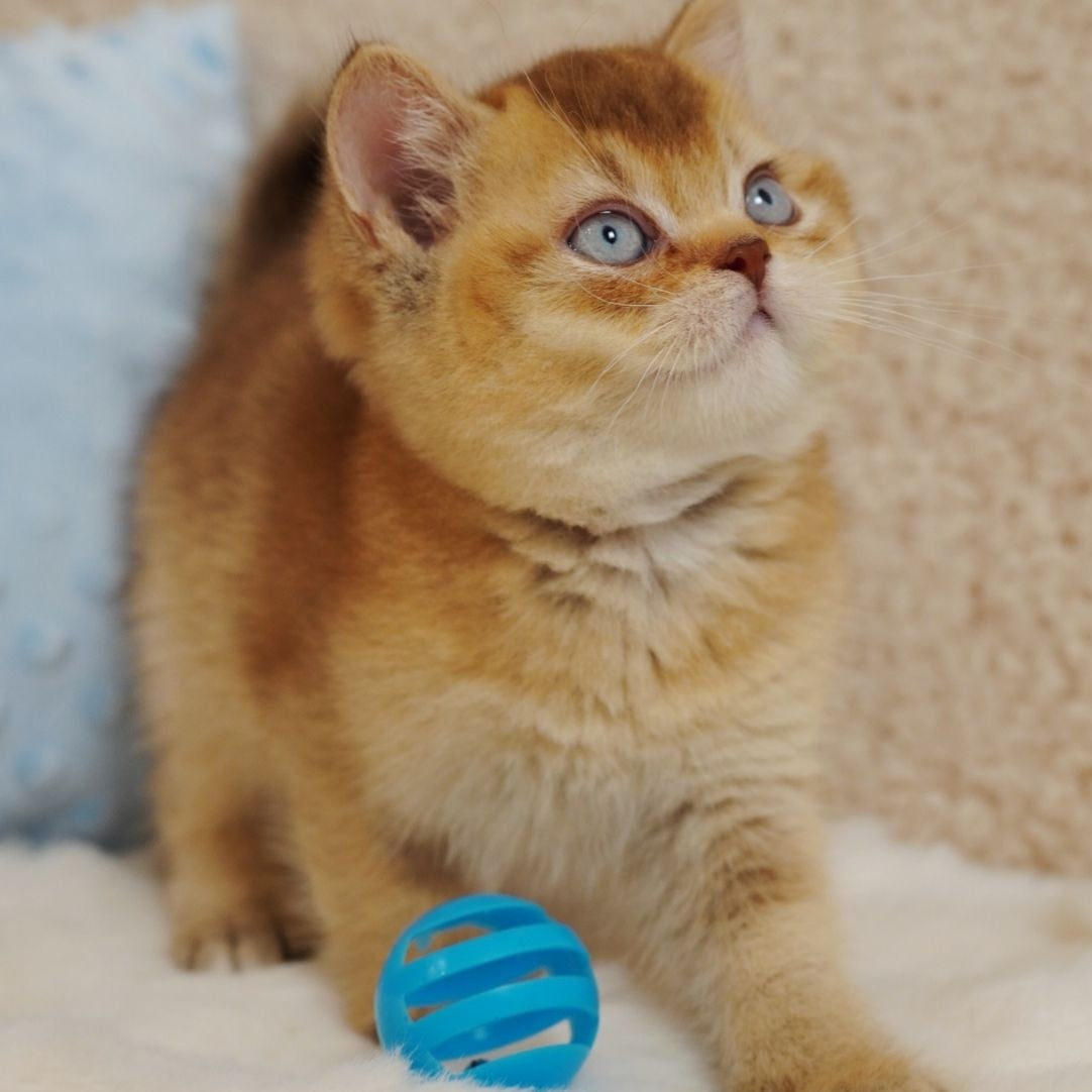 Wolf British Shorthair male, cinnamon ticked tabby with white