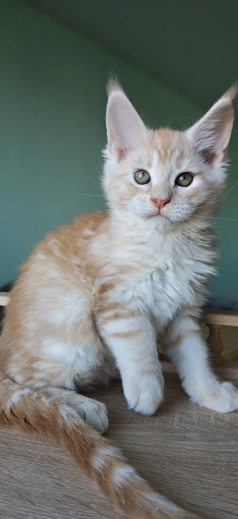 Govard Maine Coon male, red silver tabby