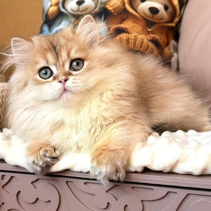 Meteo British Longhair male, black golden shaded