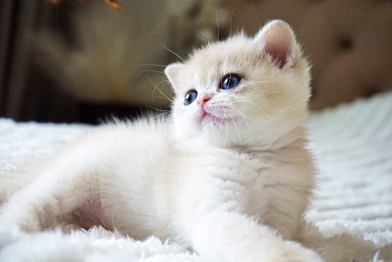 Jeni British Shorthair female, blue golden chinchilla