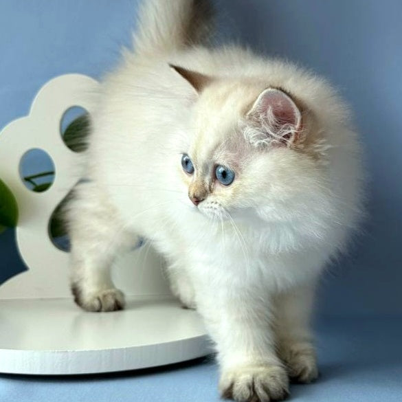 Galaxy Scottish Fold male, black silver tabby pointed