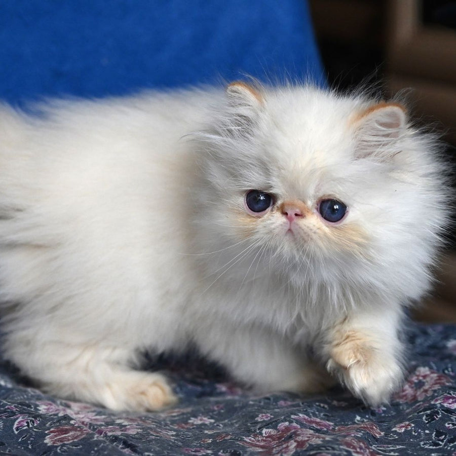 Arash Persian male, red tabby pointed