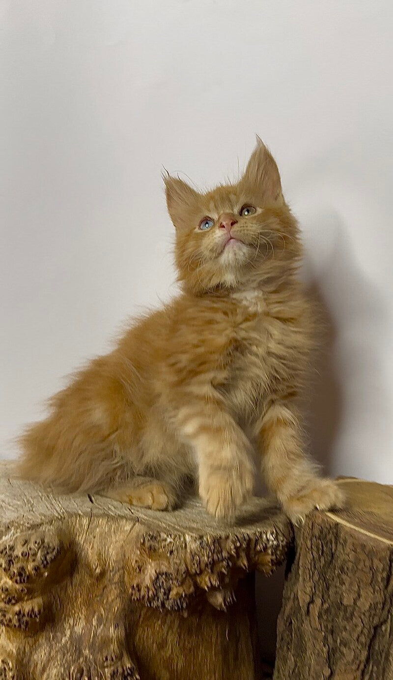 Krash Maine Coon polydactyl male red tabby with white - live animals