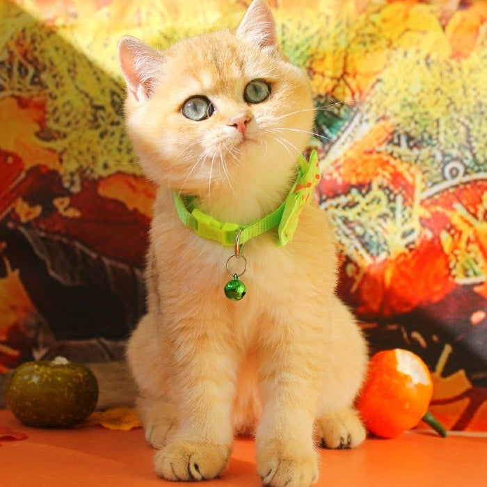 Kitty British Shorthair female, black golden shaded