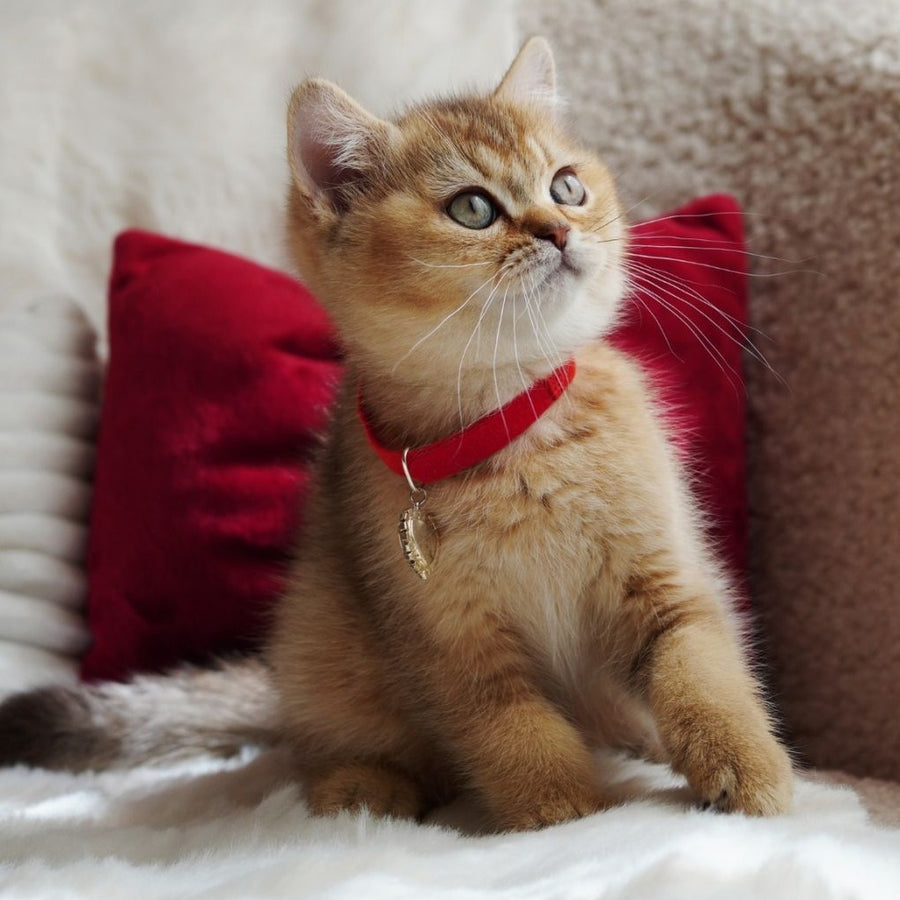 Valentine British Shorthair male, chocolate golden ticked tabby