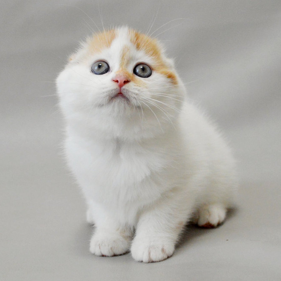 Xanthe Scottish Fold female, red silver tabby van