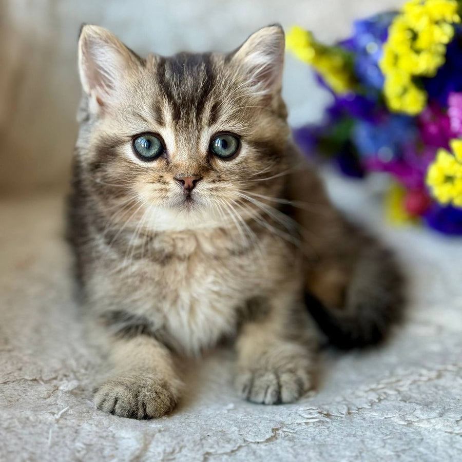 Wally British Shorthair male, black ticked tabby