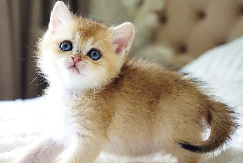 Emil British Shorthair male, black golden shaded