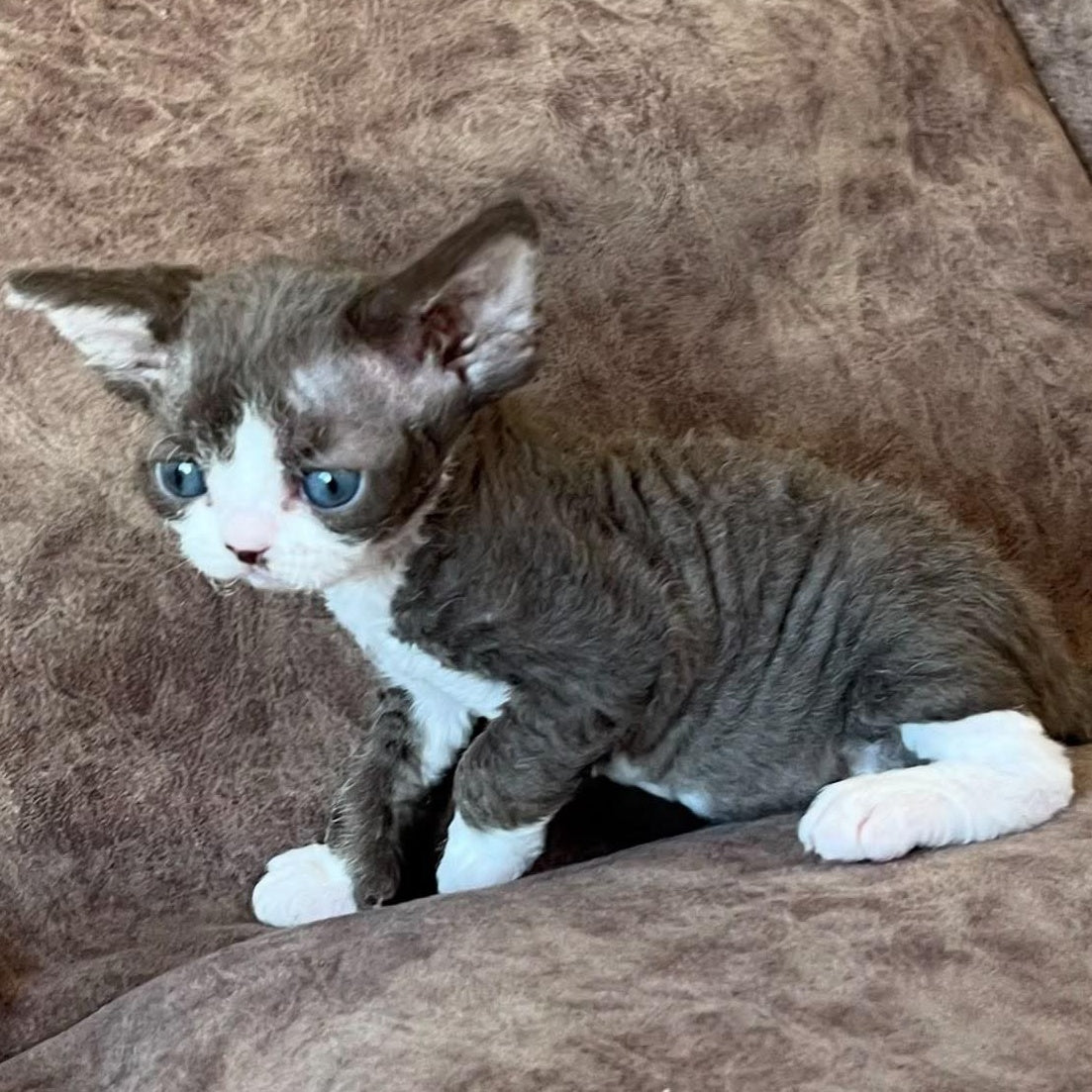 Valeria Devon Rex female, red bicolour