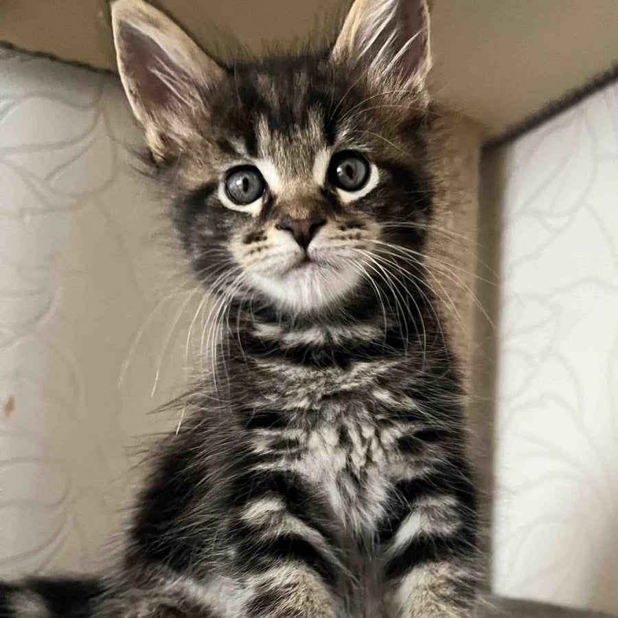 Indigo Maine Coon male, black tabby