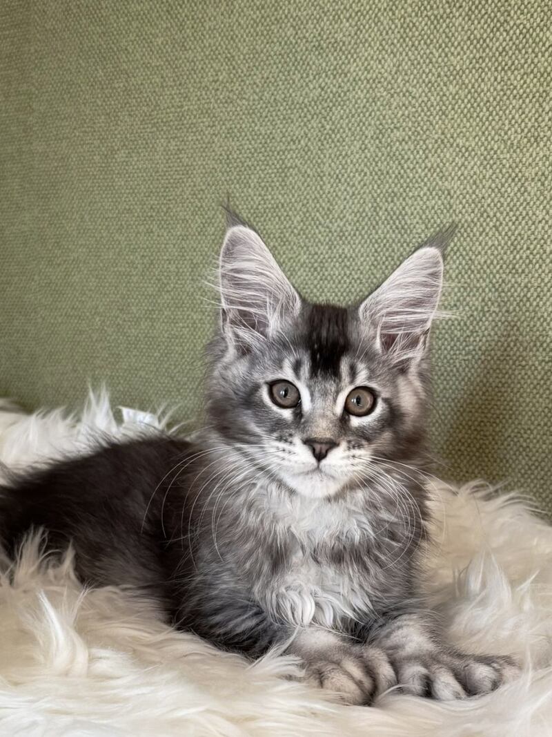 Orvel Maine Coon male polydactyl, black silver ticked tabby