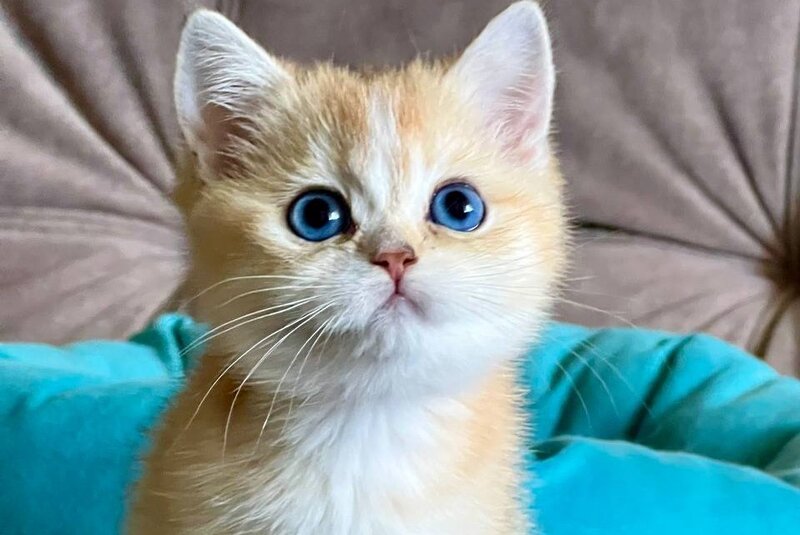 Deya British Shorthair female black golden shaded - live animals