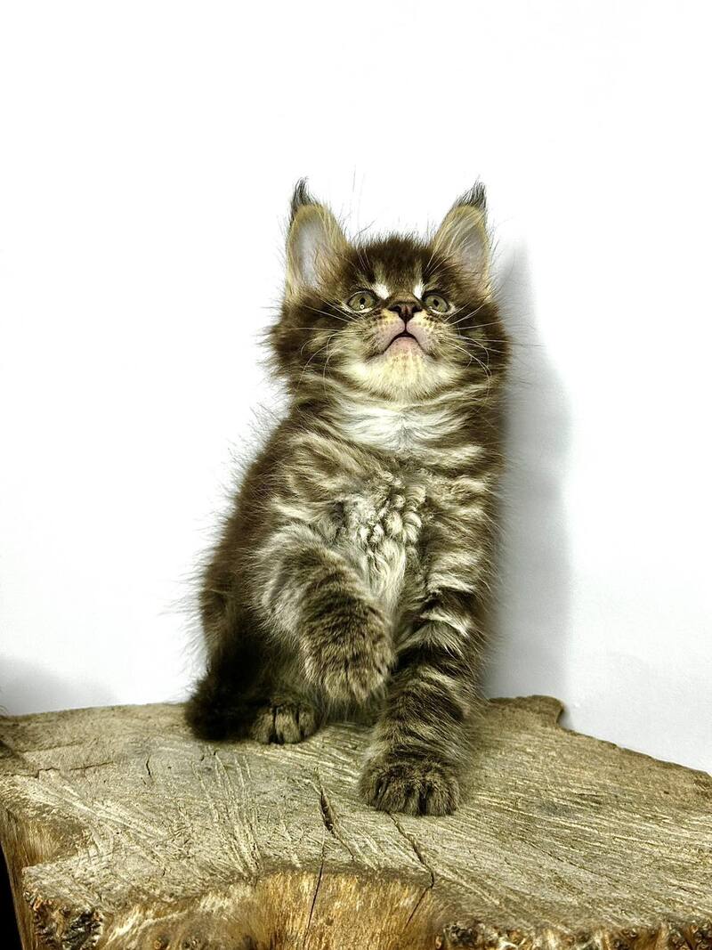 Jetta Maine Coon female black tabby - live animals
