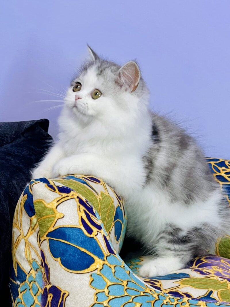 Monica Scottish Straight female, black silver tabby bicolour