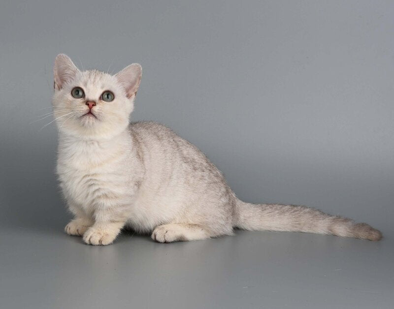 West Munchkin male, chocolate silver shaded