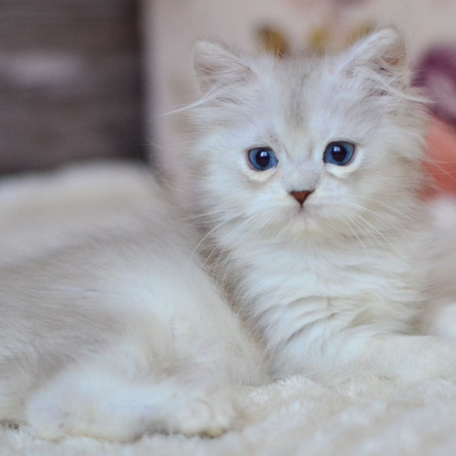 Harley British Longhair male, blue silver shaded