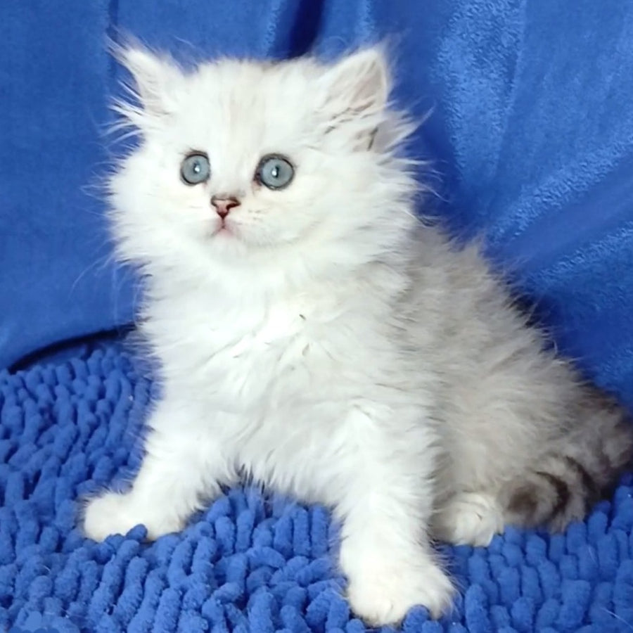 Regina Persian female, black silver shaded