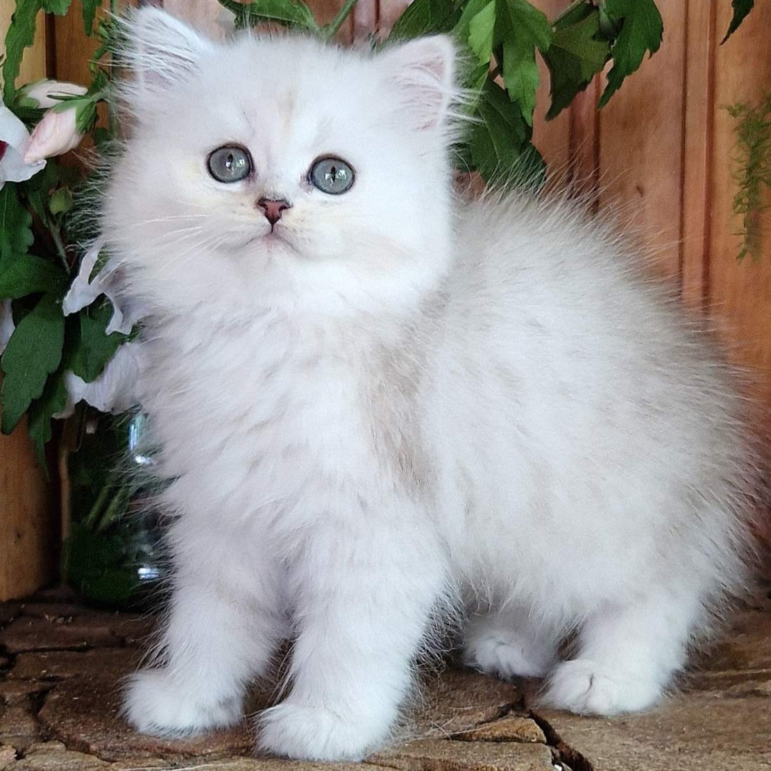 Periel British Longhair female, black silver shaded