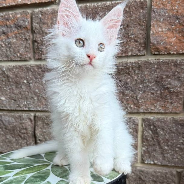 Zoe Maine Coon female, white