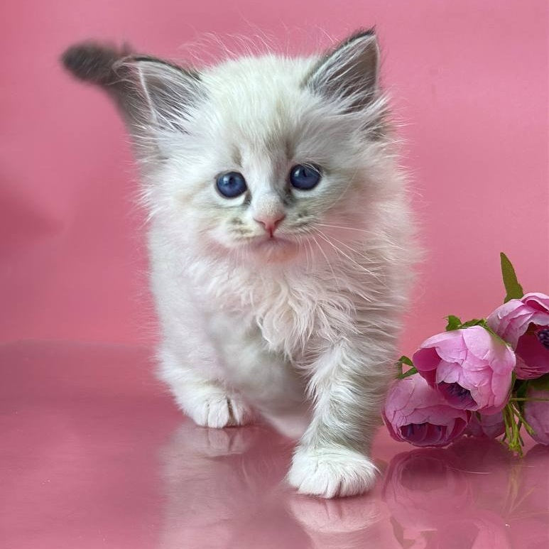 Aurelia Siberian female, seal tabby pointed