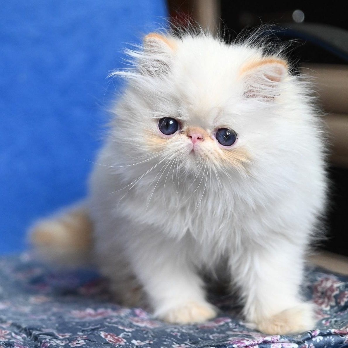 Arash Persian male, red tabby pointed